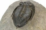 Beautiful Zlichovaspis Trilobite - Chocolate Brown Shell #248762-5